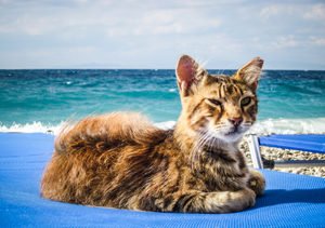 Read more about the article Samos Griechenland – Katze am Strand