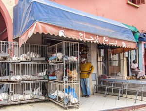 Read more about the article Marokko – Hühnchenverkauf