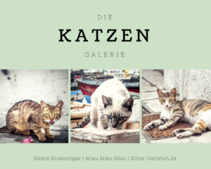 Read more about the article Galerie Katzen – Gelassenheit auf Samtpfoten